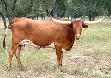 SR 007's Lucky Darlene 097