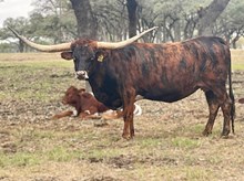 SR Clout's Arabesque 159