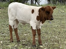 FF Fire Rose heifer 323