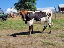 23LF Rebel Cowgirl