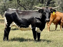 SR Waylon's Gigi 256