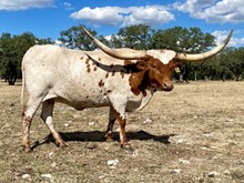 SR Dallas 286