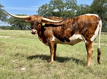 SR Waylon's Angel 332