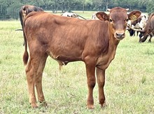 SR 335