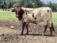 SR 345