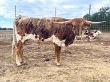 SR Waylon's Eliana 370