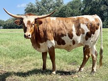 SR Waylon's Seraphina 402