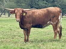 SR Waylon's Gleam 408