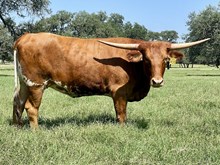 SR Waylon's Gleam 408