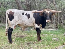 SR Goliath (SR 415)