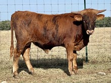 SR 429