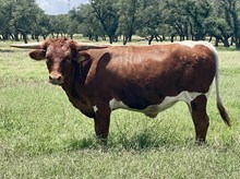 SR 439