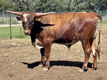 SR 444