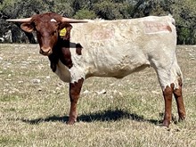SR Charlie's Miranda 445