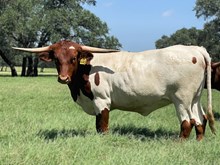 SR Charlie's Miranda 445