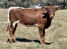 SR 151's Spiced Rose 457