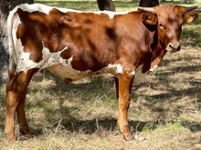 SR 478