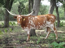 SR Goer's Royal Flush 491