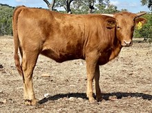 SR 151's Carbon Copy 524