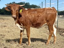 SR Charlie's Brielle 530