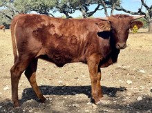 SR Charlie's Spark 532