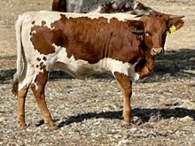 SR Charlie's Basra 534