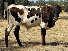 SR Claude's In A Pickle 540