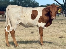 SR Charlie's O'Hara 541