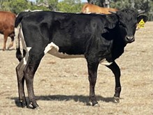 SR Claude's Siren 542