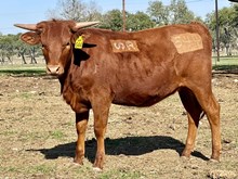 SR Charlie's Dancer 544