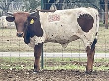 SR Claude's Carnelian 549