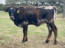 SR Claude's D'Oro 551