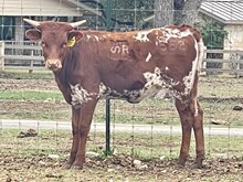 SR Claude's Golden Scoop 552