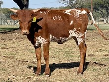 SR Claude's Golden Scoop 552