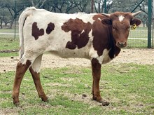 SR Claude's Prairie Rose 554