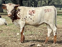 SR Charlie's Flourish 557