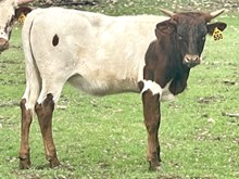 SR Charlie's Daydream 558