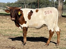 SR Charlie's Daydream 558