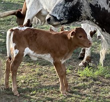 FF Rainey heifer 223