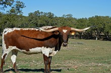 SR Shamrock's Sweetheart 485