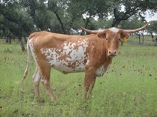 SR Smooth Talker 836