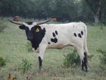 SR Hollywood's Alias 856