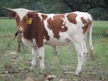SR Hollywood's Star 934