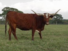 BONITA 553