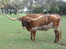 Spirit of Aggieland