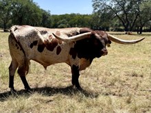 SR Vaquero Charlie 9124