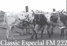 Classic Especial FM 222