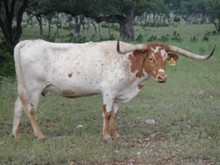 SR Cozzene 579