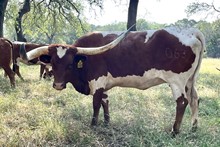 SR Clout's Curly Q 063