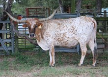 EOT SUPER CANDICE w heifer calf at side